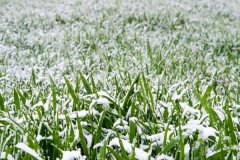 大寒将至本年春节雪大不大？冷不冷